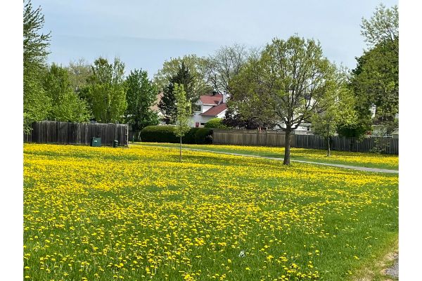 dandelion field