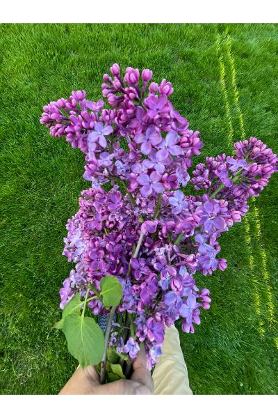 purple flowers