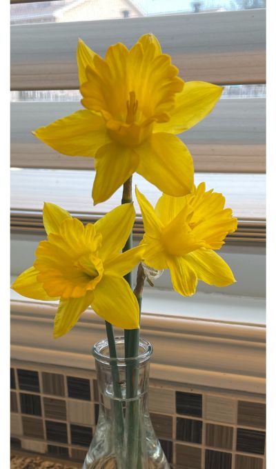 yellow flowers