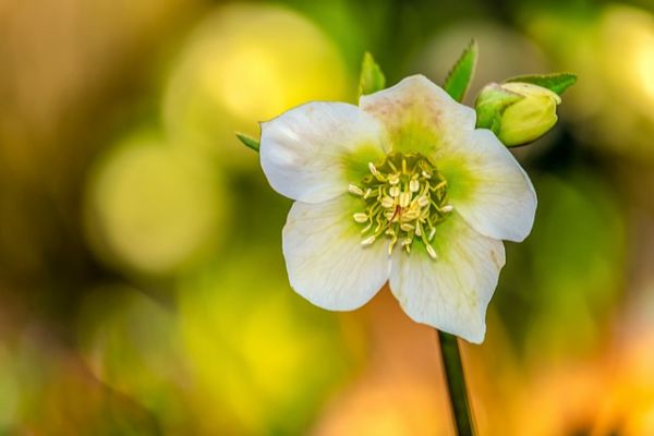 green flower