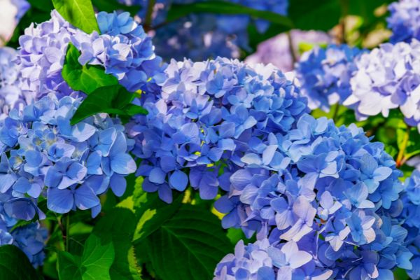 blue flowers