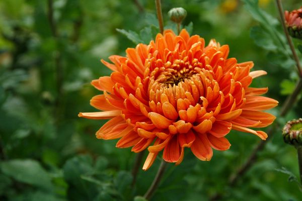 orange flower